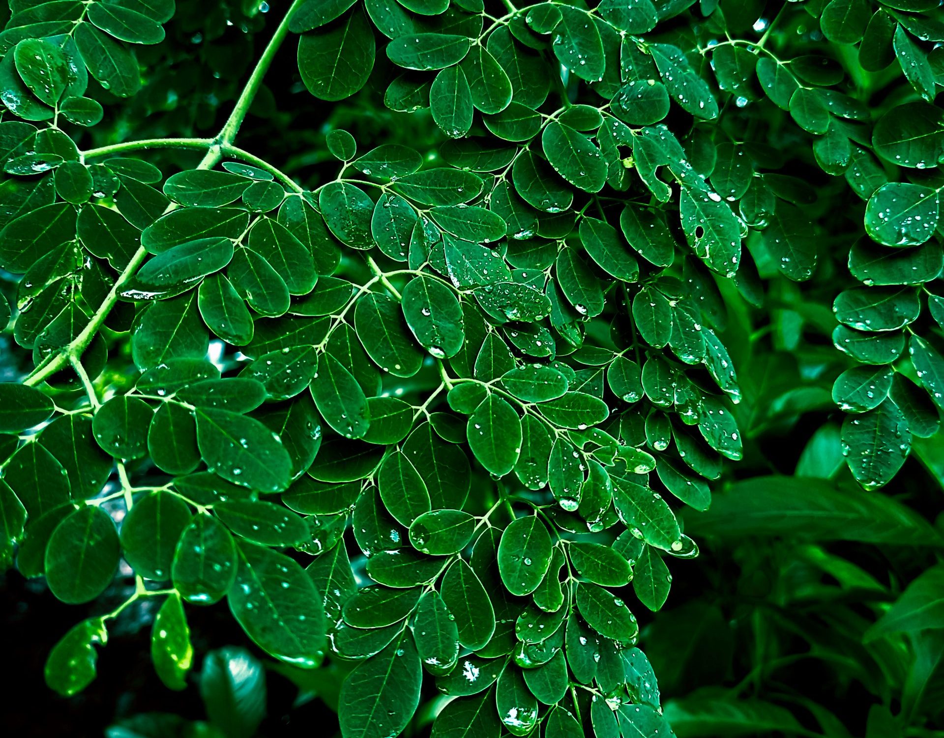 Moringa – 98.5% of Microplastics Removed — By a Tree Your Grandmother Probably Grew